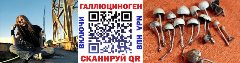 Галлюциногенные грибы Psilocybine cubensis  магазин    Новокузнецк 
